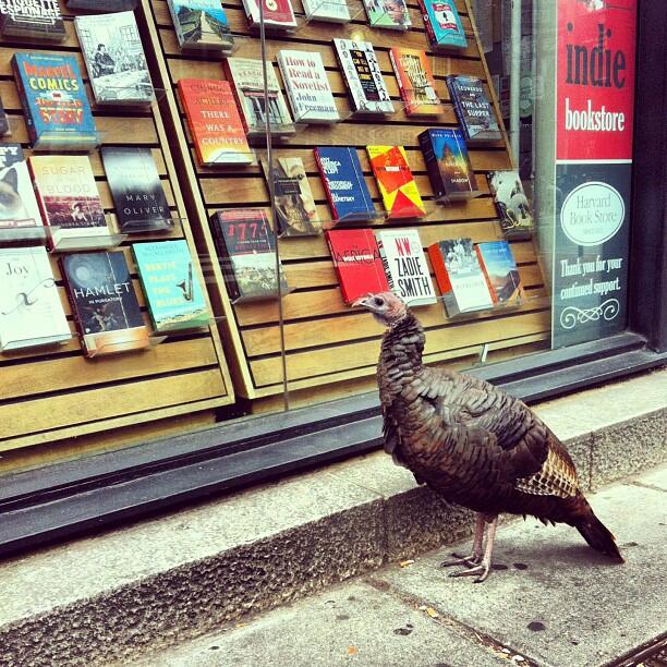 The Harvard Square turkey browsing our new paperbacks.